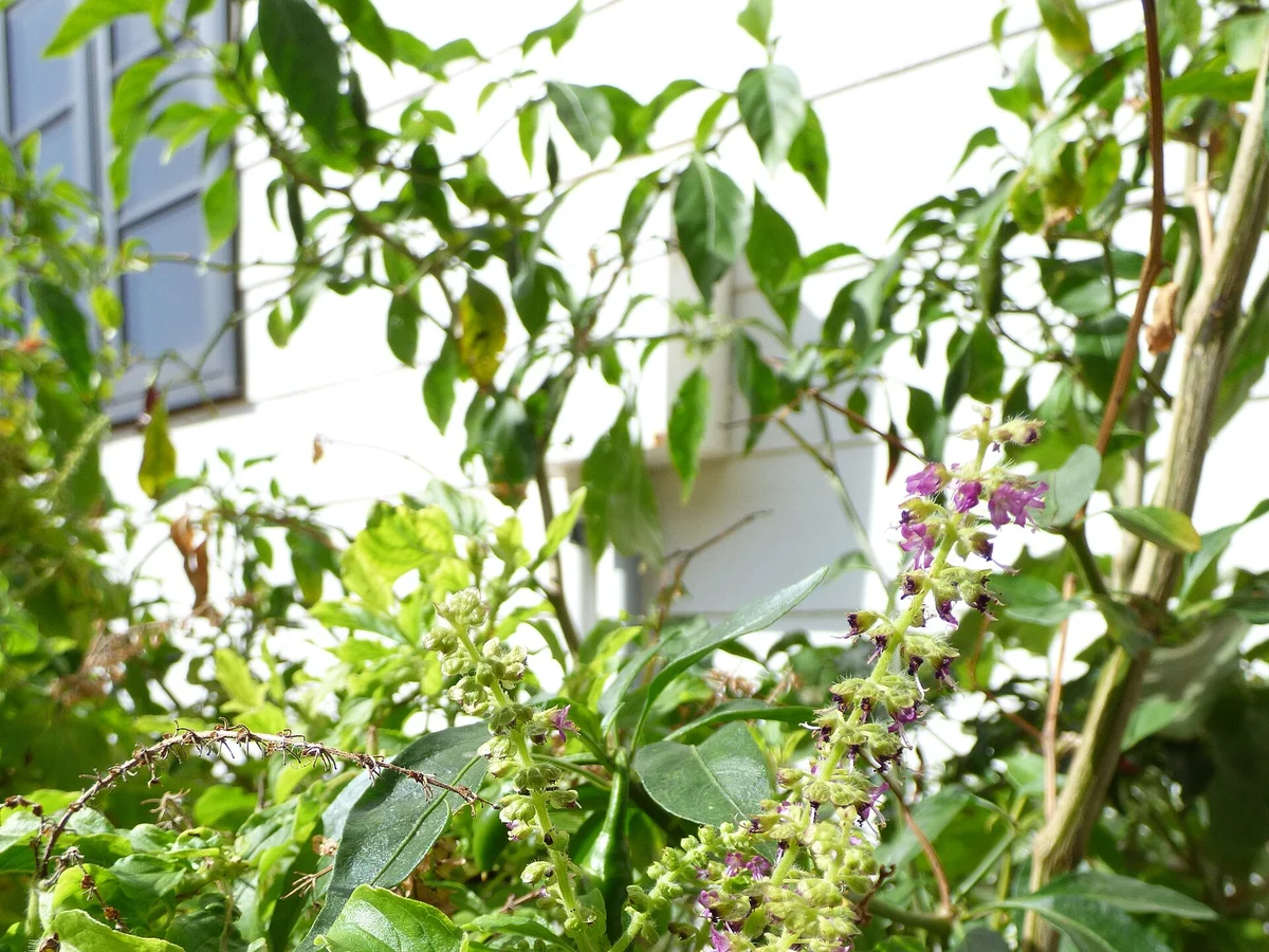 Тулси (Ocimum tenuiflorum) — реална ботаническа фотография