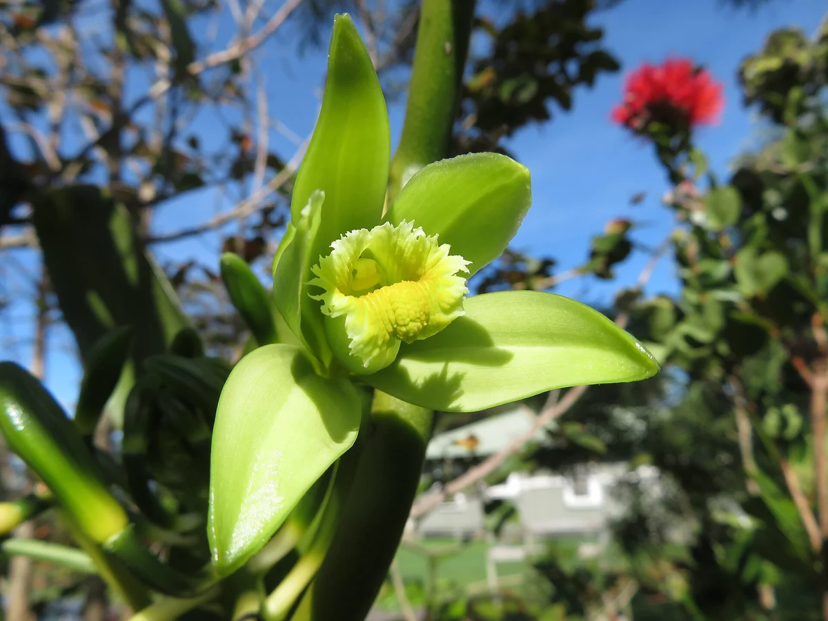 Ванилия (Vanilla planifolia) — реална ботаническа фотография