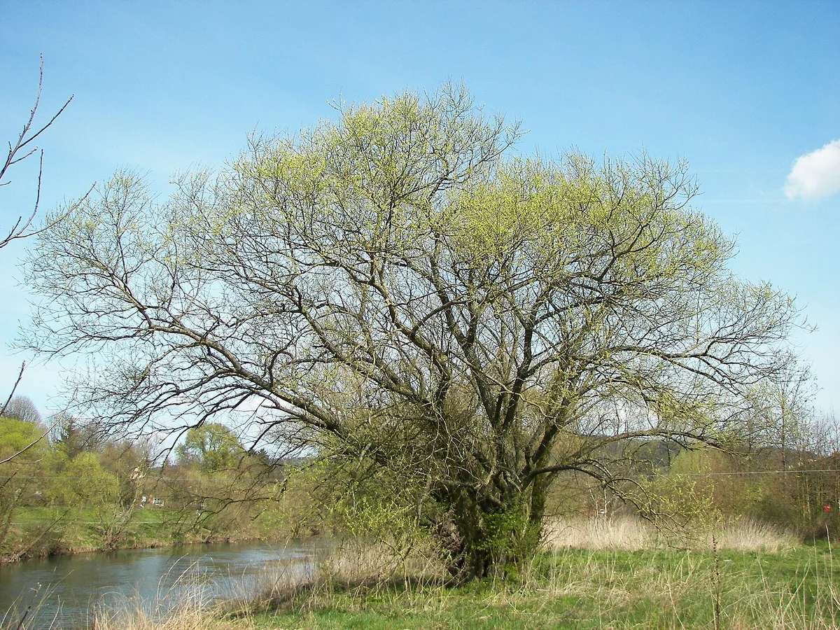 Върба кора (Salix alba) — характерни ботанически белези