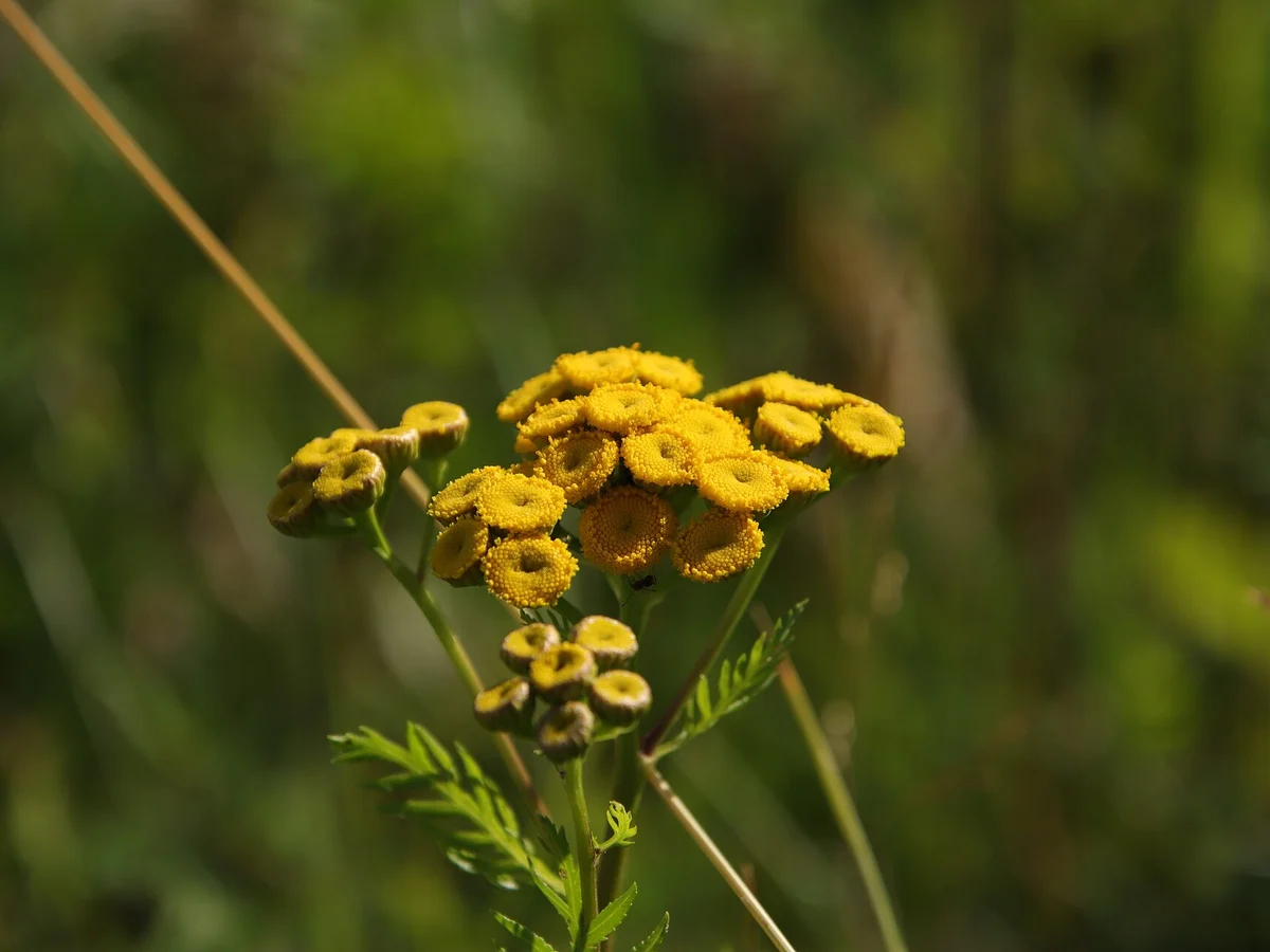 Вратига (Tanacetum vulgare) — реална ботаническа фотография