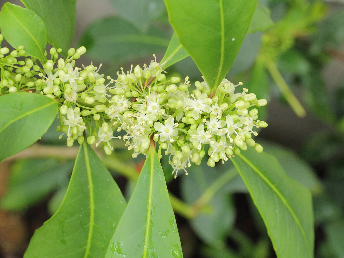 Йерба мате (Ilex paraguariensis) — реална ботаническа фотография