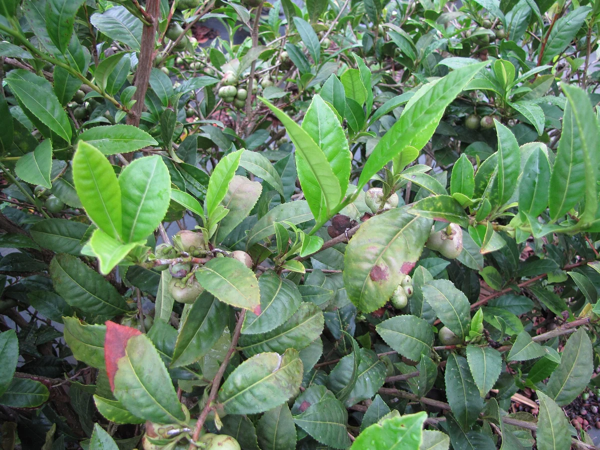 Зелен чай (Camellia sinensis) — реална ботаническа фотография