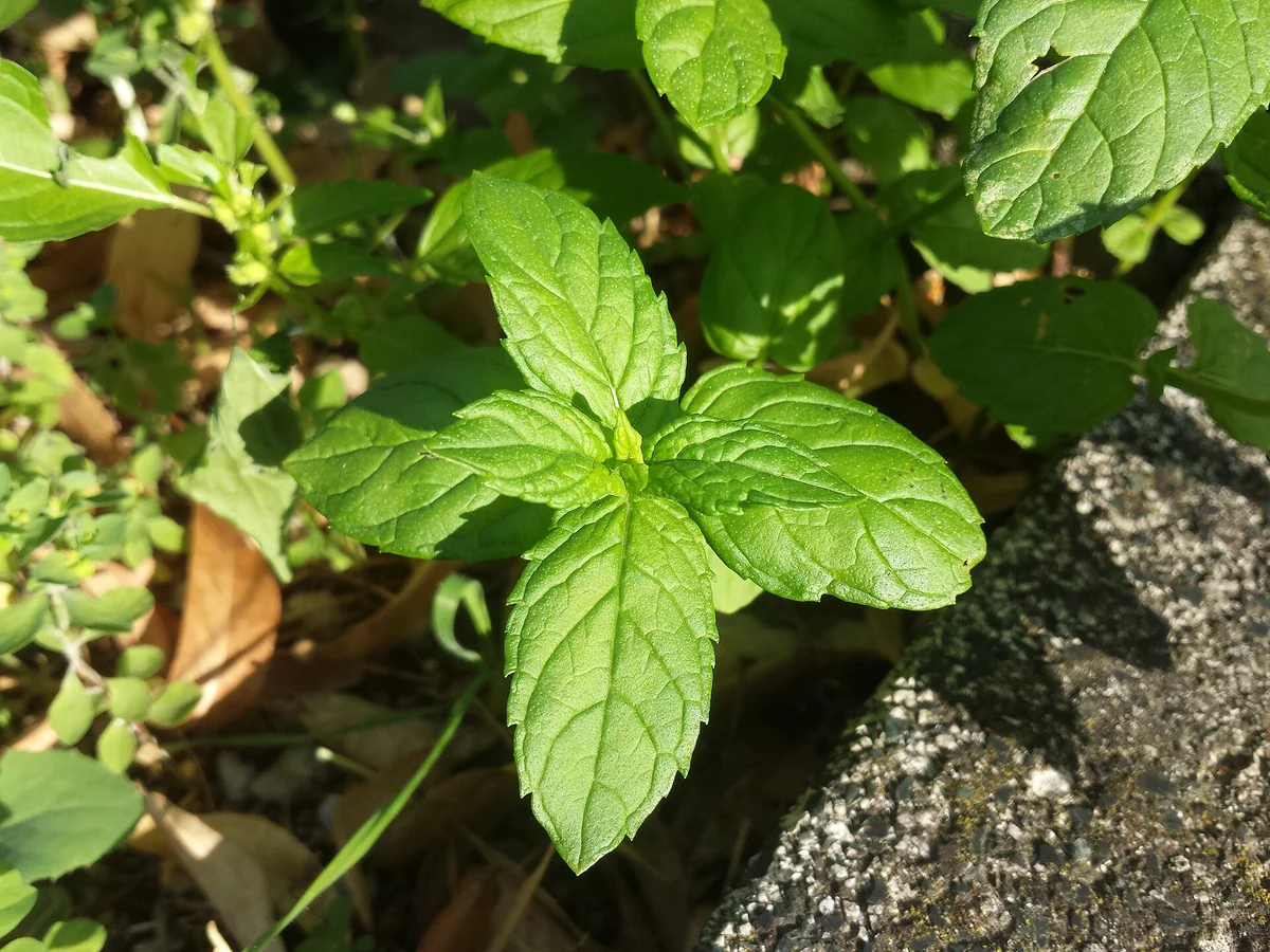 Зелена мента (Mentha spicata) — характерни ботанически белези