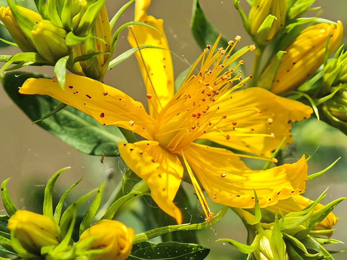 Жълт цвят и пъпки на жълт кантарион (Hypericum perforatum)