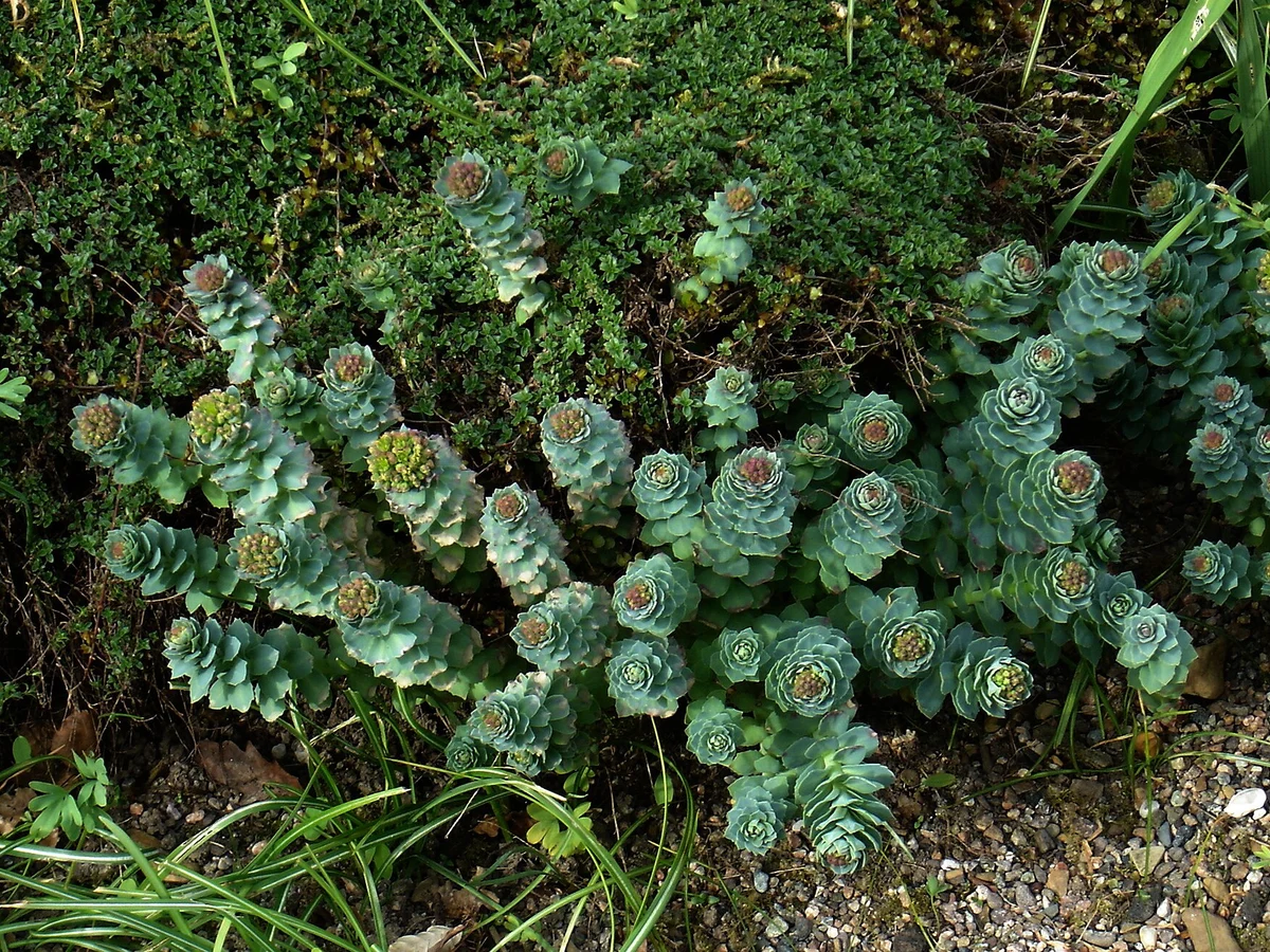 Златовръх (Rhodiola rosea) — реална ботаническа фотография